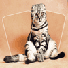 Cat Puzzle Memory Match – Feline Fun and Brain Training